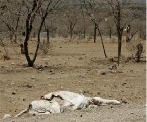   مصر اليوم - أسوأ موجة جفاف في كينيا منذ أكثر من عقد تهدد الماشية