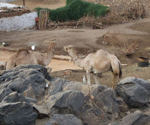   مصر اليوم - محمية وادي الجمال تحقق طفرة جديدة