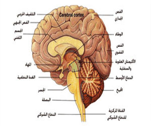   مصر اليوم - البحث على المحرك الإلكتروني غوغل يضعف الذاكرة