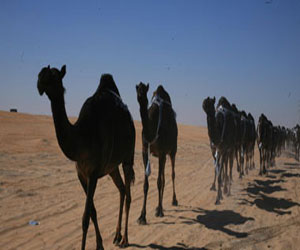   مصر اليوم - مجموعة من الجمال تغلق مطارًا دوليًا غربي اليمن