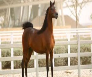   مصر اليوم - مشاركة الشقب في بطولة العالم لجمال الخيل في فرنسا