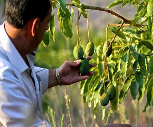   مصر اليوم - أشجار الأفوكادو تزين مدينة قلقيلية الفلسطينية