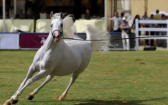   مصر اليوم - رئيس منظمة الجواد العربي يشيد بهذا التراث الأصيل وضرورة الاهتمام به