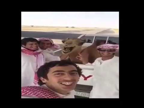 جمل يضحك على صوت مالكه