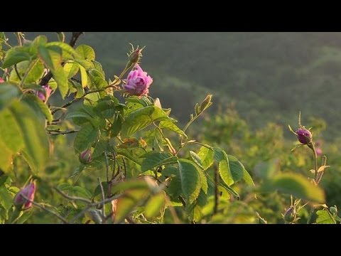 الورد البلغاري مكون أساسي في العطور الفاخرة