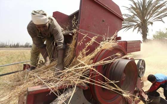   مصر اليوم - التغيرات المناخية قد تبطىء وتخفض إنتاج المحاصيل في غضون 20 عامًا