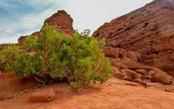   مصر اليوم - الوادي الملون لوحة فنيَّة بألوان الطَّبيعة في سيناء