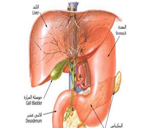   مصر اليوم - اختتام أعمال المؤتمر الأول للعلاج المناعي لأمراض الكبد